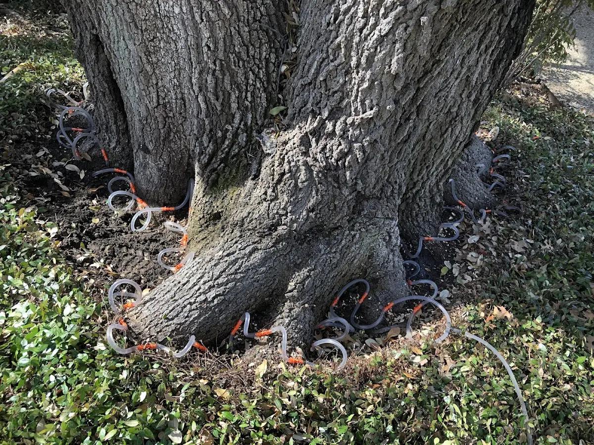 Detailed Tree Cabling and Bracing job site in Rosser