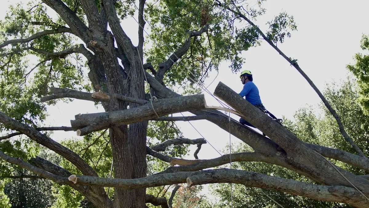 Professional Hazardous Tree Removal performed by certified arborists in Rosser